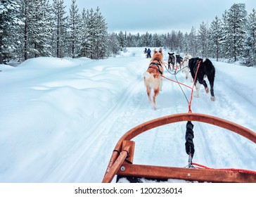 Husky Dog Sled In Finland At Lapland In Winter.