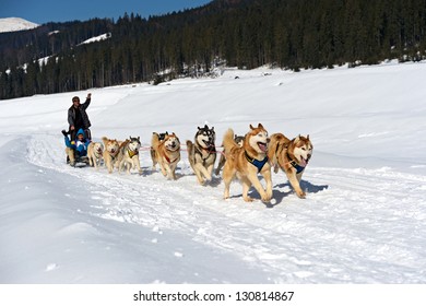 Husky Dog In The Sled Run In The Snow