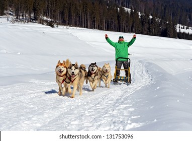 Husky Dog In The Sled Run In The Snow