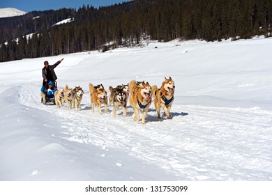 Husky Dog In The Sled Run In The Snow