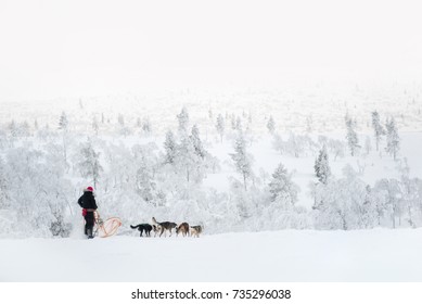 Husky Dog Sledding In Lapland, Finland