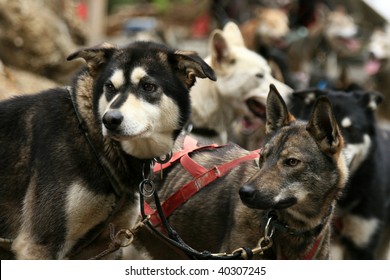 Husky Dog Sledding near the city of Juneau in Alaska, USA