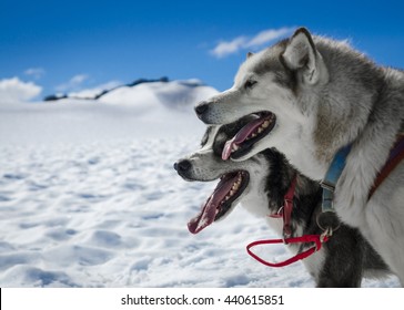 Husky Dog Sledge