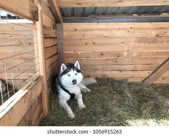 Husky Dog Sleeping In The Aviary