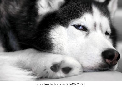 5,689 Curled dog Images, Stock Photos & Vectors | Shutterstock