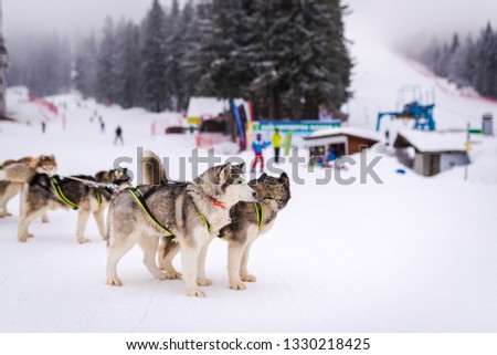 Husky dog sleigh in a winter resort. Pamporovo Bulgaria