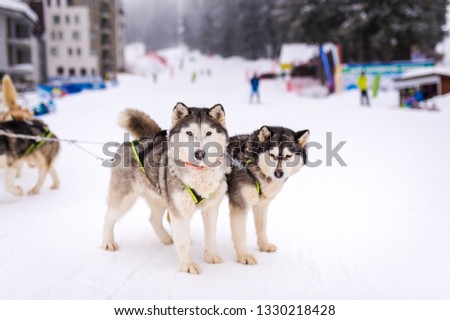 Husky dog sleigh in a winter resort. Pamporovo Bulgaria