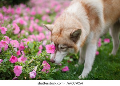 Husky Dog Sniffing Flowers