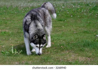 Husky Dog Sniffing In The Grass