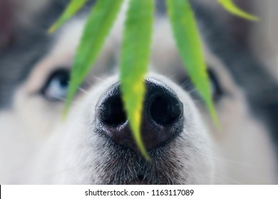 Husky dog sniffing a leaf of marijuana