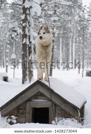 Similar – Image, Stock Photo White Samoyed dog beside lantern in snowy Lapland