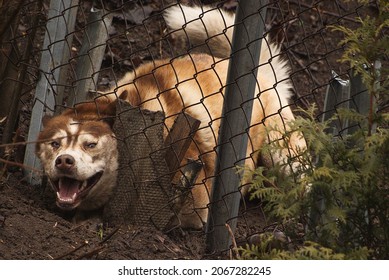 Husky Dog Tries To Break Out Of The Yard. Dig A Hole Under The Wire Fence And Put Out His Head.