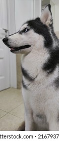 Husky Dog Waiting For The Owner Looks At The Door