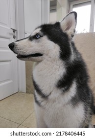 Husky Dog Waiting For The Owner Looks At The Door