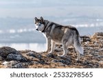 Husky dog ​​on a walk in the mountains.