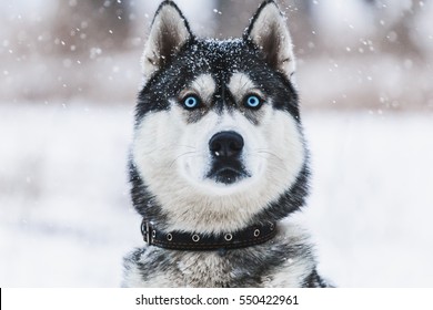 siberian husky in snow