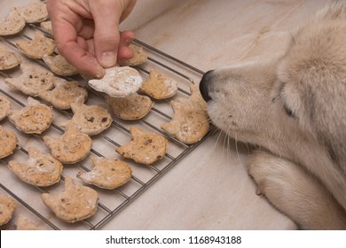 Husky dog wants homemade dog biscuits on oven grill