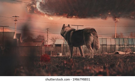 A Husky Dog Watches As A UFO Invasion Takes Place In The Sky. Collage, Photo Art. Fire, Flames, Explosions. Back Ground.