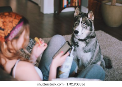 Husky Dog Is Watching Young Teenage Girl Sitting On A Couch At Home And Eating Potato Chips