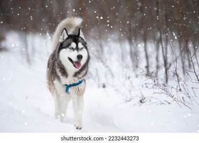 Husky dog in the winter forest for a walk. - Shutterstock ID 2232443273