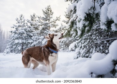 Husky Dog In Winter Snow