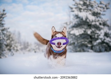 Husky Dog In Winter Snow