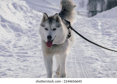Husky dog ​​walks in winter.  Dog walks in the snow.  Siberian Husky with different eyes.  Heterochromia in the Siberian Husky.  Husky in winter. Dog on a leash.