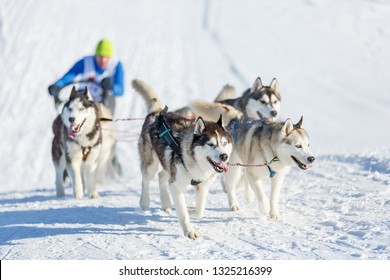 Husky Dogs During Sled Dog Race