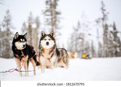 Husky dogs on winter day outdoors in Lapland Finland