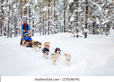 Husky Dogs Are Pulling Sledge With Family At Winter Forest In Lapland Finland