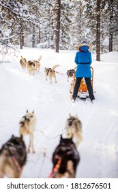 Husky Dogs Are Pulling Sledge With Family At Winter Forest In Lapland Finland