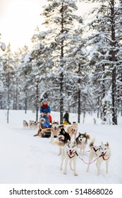 Husky Dogs Are Pulling Sledge With Family At Winter Forest In Lapland Finland