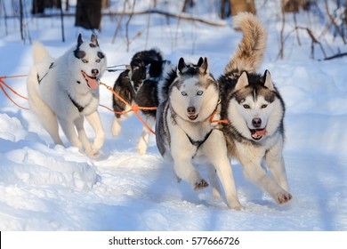 husky pulling sled