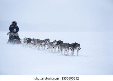 Husky Dogs Pulling A Sleigh In Snow In Winter