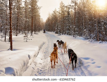 Husky Dogs Sled In Rovaniemi, Lapland In Finland