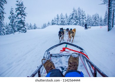 Husky Dogs Waiting For Their Run Outdoors In The Snow Of Winter To Transport People Within Slides To Their Destination. It Is Hard Work For Them, But They Love The Teamwork And The Excercise Runs