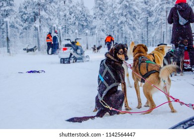 Husky Dogs Waiting For Their Run Outdoors In The Snow Of Winter To Transport People Within Slides To Their Destination. It Is Hard Work For Them, But They Love The Teamwork And The Excercise Runs