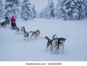 Husky Dogs Waiting For Their Run Outdoors In The Snow Of Winter To Transport People Within Slides To Their Destination. It Is Hard Work For Them, But They Love The Teamwork And The Excercise Runs