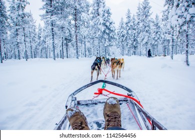 Husky Dogs Waiting For Their Run Outdoors In The Snow Of Winter To Transport People Within Slides To Their Destination. It Is Hard Work For Them, But They Love The Teamwork And The Excercise Runs