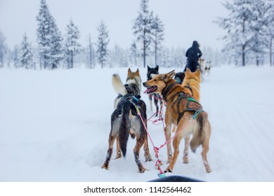 Husky Dogs Waiting For Their Run Outdoors In The Snow Of Winter To Transport People Within Slides To Their Destination. It Is Hard Work For Them, But They Love The Teamwork And The Excercise Runs