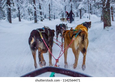 Husky Dogs Waiting For Their Run Outdoors In The Snow Of Winter To Transport People Within Slides To Their Destination. It Is Hard Work For Them, But They Love The Teamwork And The Excercise Runs