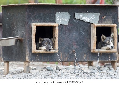 Husky Dogsin Cattery In Norway