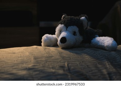 a husky doll place in alone - Powered by Shutterstock