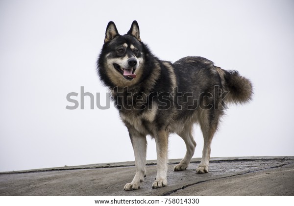 Husky And German Shepherd Mix Dog