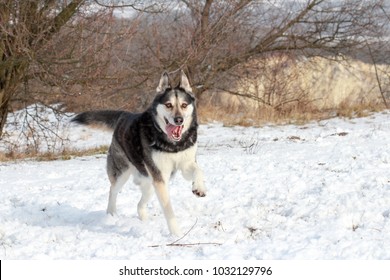 Husky / German Shepherd Running