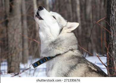 husky howling