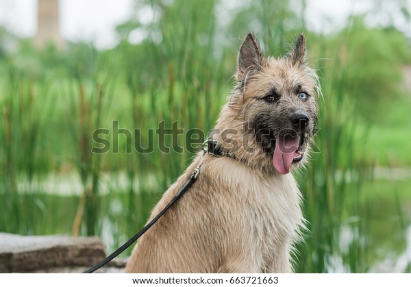 irish wolfhound alsatian cross