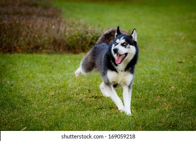 3,738 Jumping husky Images, Stock Photos & Vectors | Shutterstock