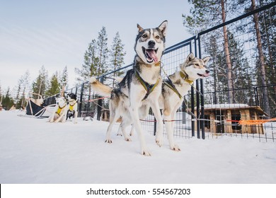 Husky in Lapland, Finland.