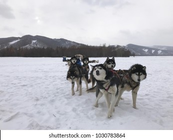 Husky Led Dog Sled In Mongolia